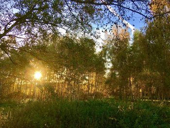 Low angle view of trees against sky during sunset