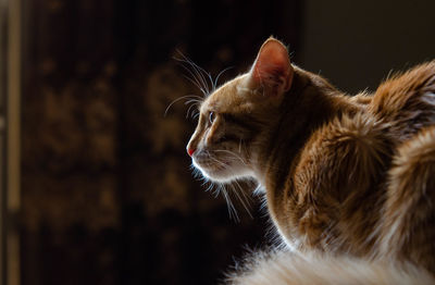 cat