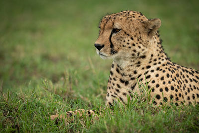 Cheetah looking away while relaxing in forest