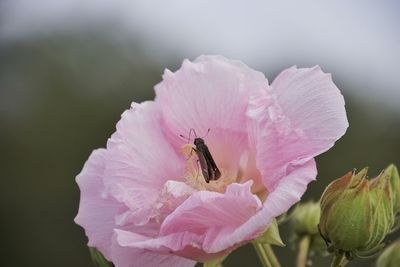 Close-up of bee on pink flower