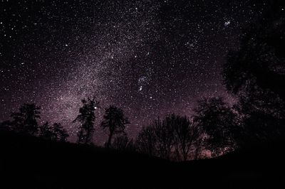 Idyllic shot of silhouette trees against constellation in sky