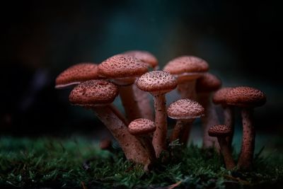 Close-up of mushroom growing in field