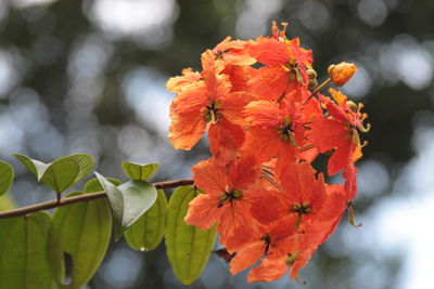 Close-up of orange flowering plant