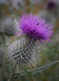 Close-up of thistle flower