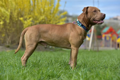 Dog looking away on grass