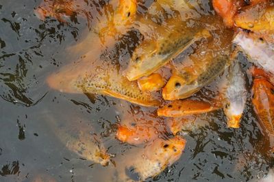 High angle view of koi carps swimming in lake