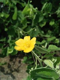 Close-up of yellow flower blooming outdoors