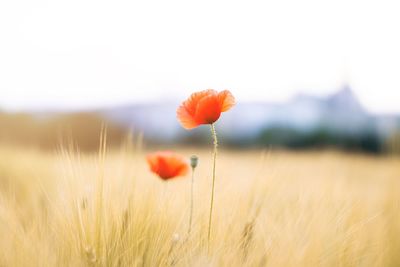 Close-up of poppy growing on field