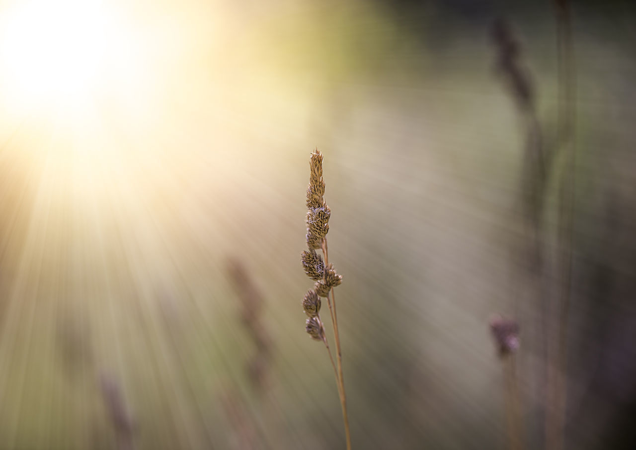 plant, nature, close-up, day, selective focus, focus on foreground, growth, no people, beauty in nature, outdoors, tranquility, sunlight, lens flare, fragility, plant stem, vulnerability, animals in the wild, animal wildlife, flower, flowering plant