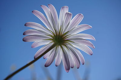 Close-up of flower against clear sky