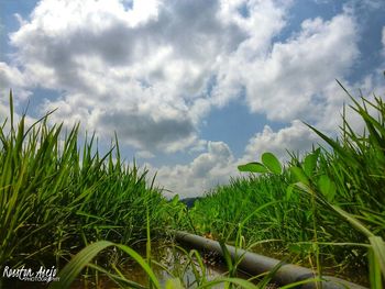 Plants growing on field against sky