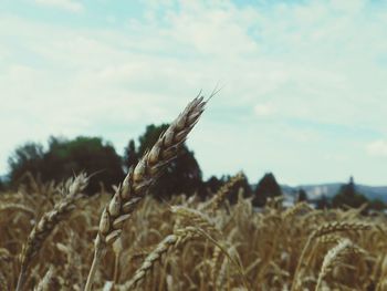Close-up of wheat growing on field against sky