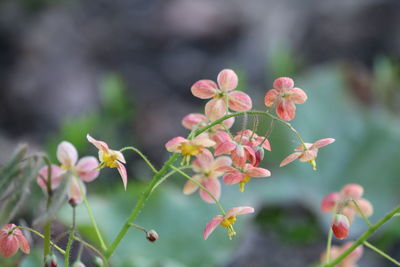 Close-up of pink flowering plants