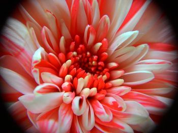 Close-up of red flower blooming outdoors