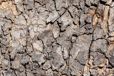 Full frame shot of dry plants