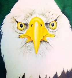 Close-up portrait of eagle