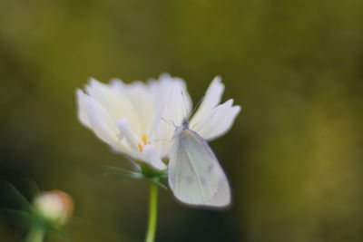 Close-up of white flowering plant