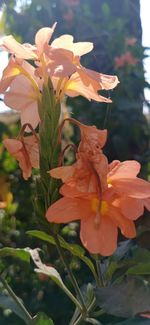 Close-up of orange flowering plant