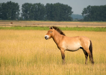 Horse on field