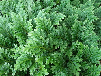 Full frame shot of plants in garden