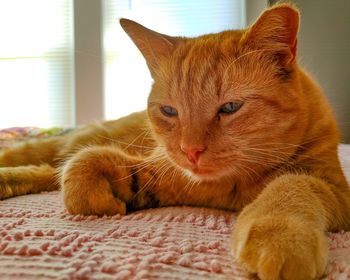 Close-up of a cat relaxing on bed