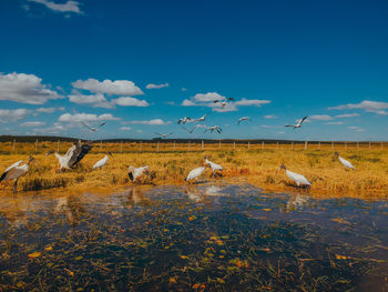 View of birds on lake against sky