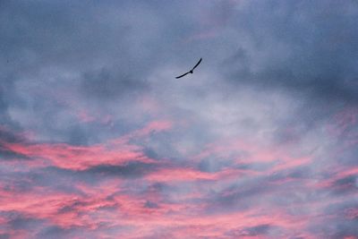 Low angle view of birds flying in sky