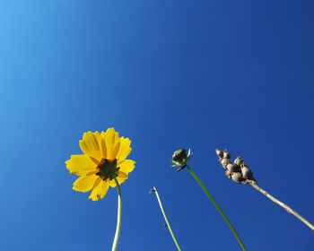 Close-up of yellow flowers against blue sky