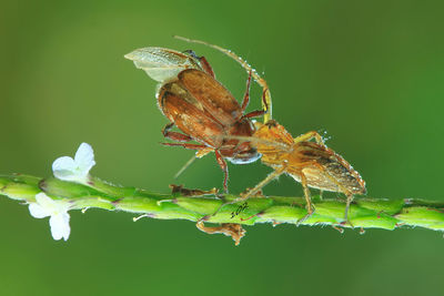 Close-up of insect