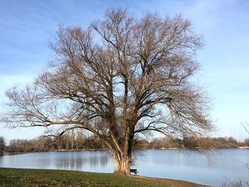 Bare tree by lake against sky
