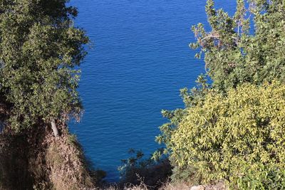 High angle view of trees by sea