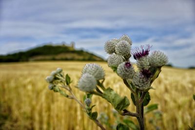 Close-up of flowering plant on land