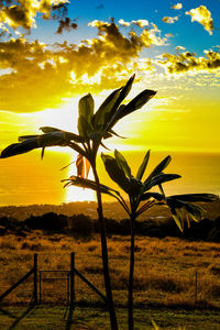 Close-up of yellow flower against sky at sunset