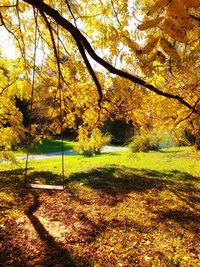 Trees in park during autumn