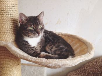 Portrait of cat relaxing on scratching post