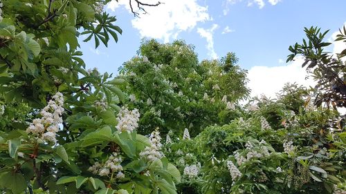 Low angle view of flowering plants against sky