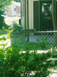 Trees and plants in front of building