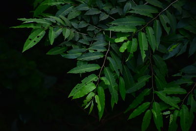 High angle view of fresh green leaves