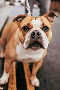 Close-up portrait of dog looking at camera