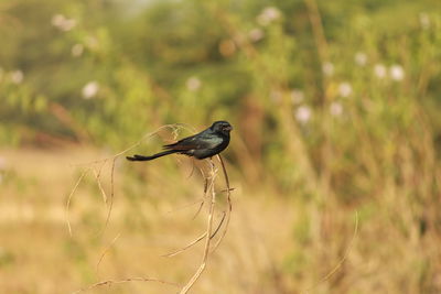 Bird perching on a plant