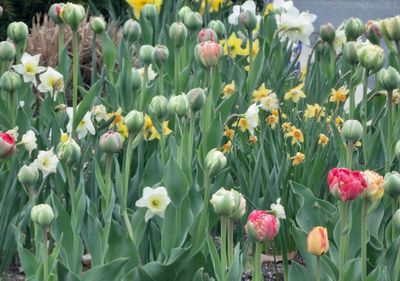 Close-up of yellow tulips