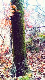 Low angle view of tree during autumn