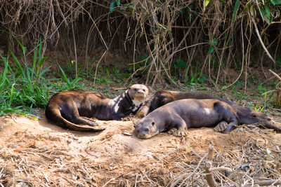 Sheep resting on a land