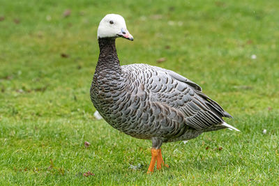 Close-up of a bird on field