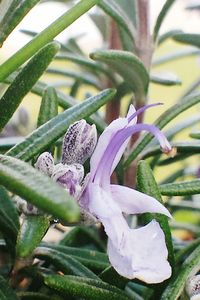 Close-up of plant