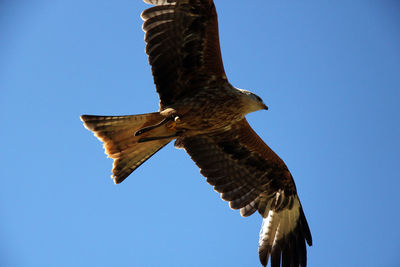 Low angle view of eagle flying against clear blue sky