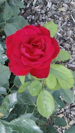 Close-up of red rose blooming outdoors