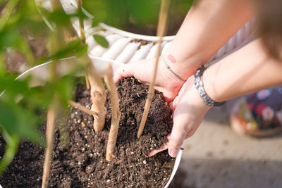 Cropped hand of person holding plant