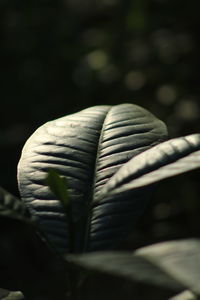 Close-up of fern