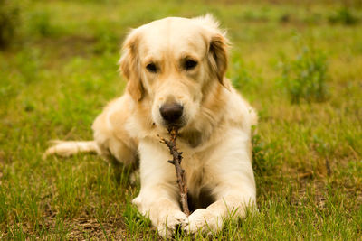 Portrait of dog sitting on field